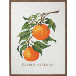 Citrus - Sinensis - Clara Waever